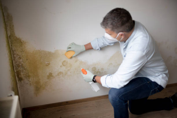 Best Mold Damage Restoration  in Bull Mountain, OR
