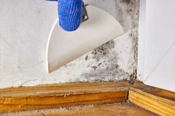 Forensic Mold Investigation in Bull Mountain, OR