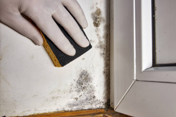 Best Forensic Mold Investigation  in Bull Mountain, OR