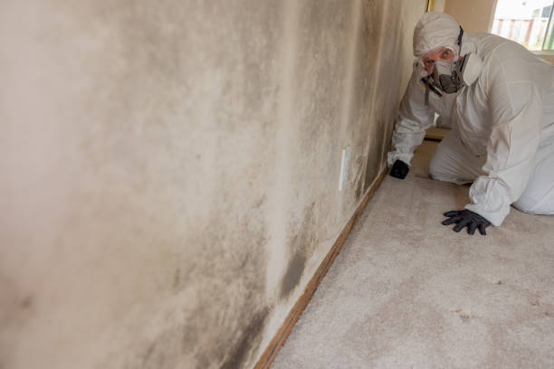 Best Black Mold Removal  in Bull Mountain, OR